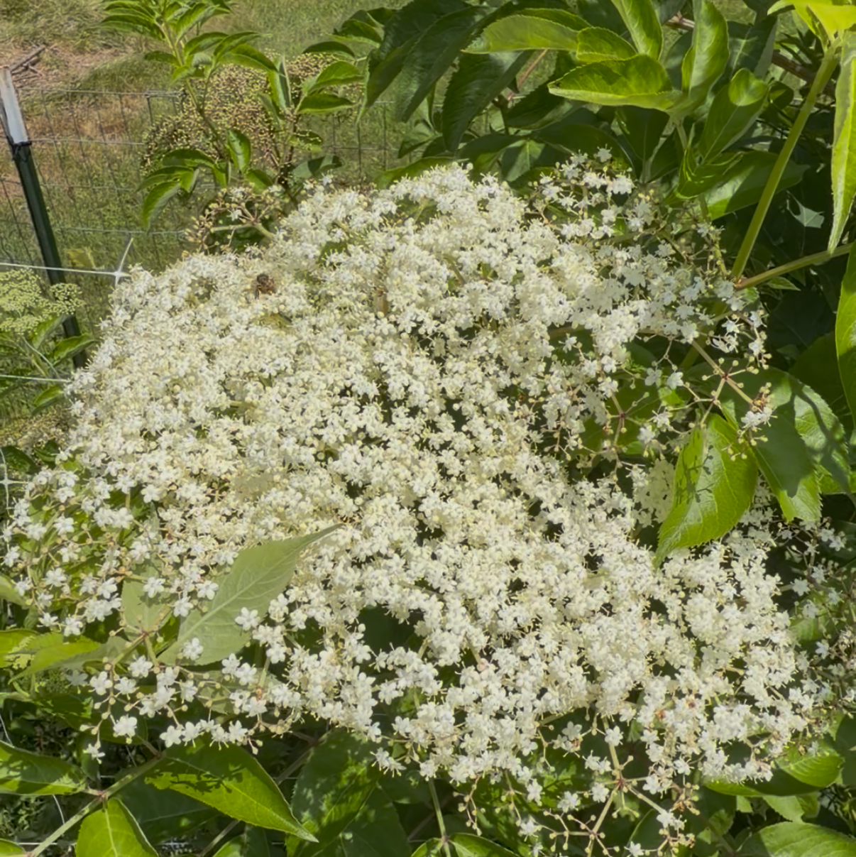 American Elderberry