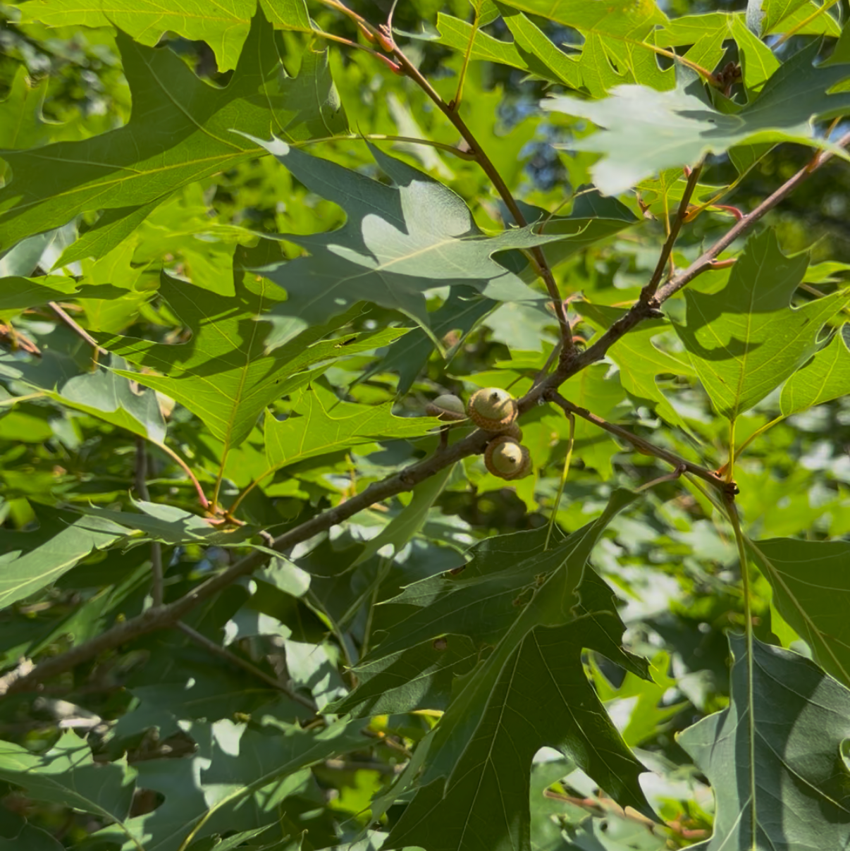 Red Oak