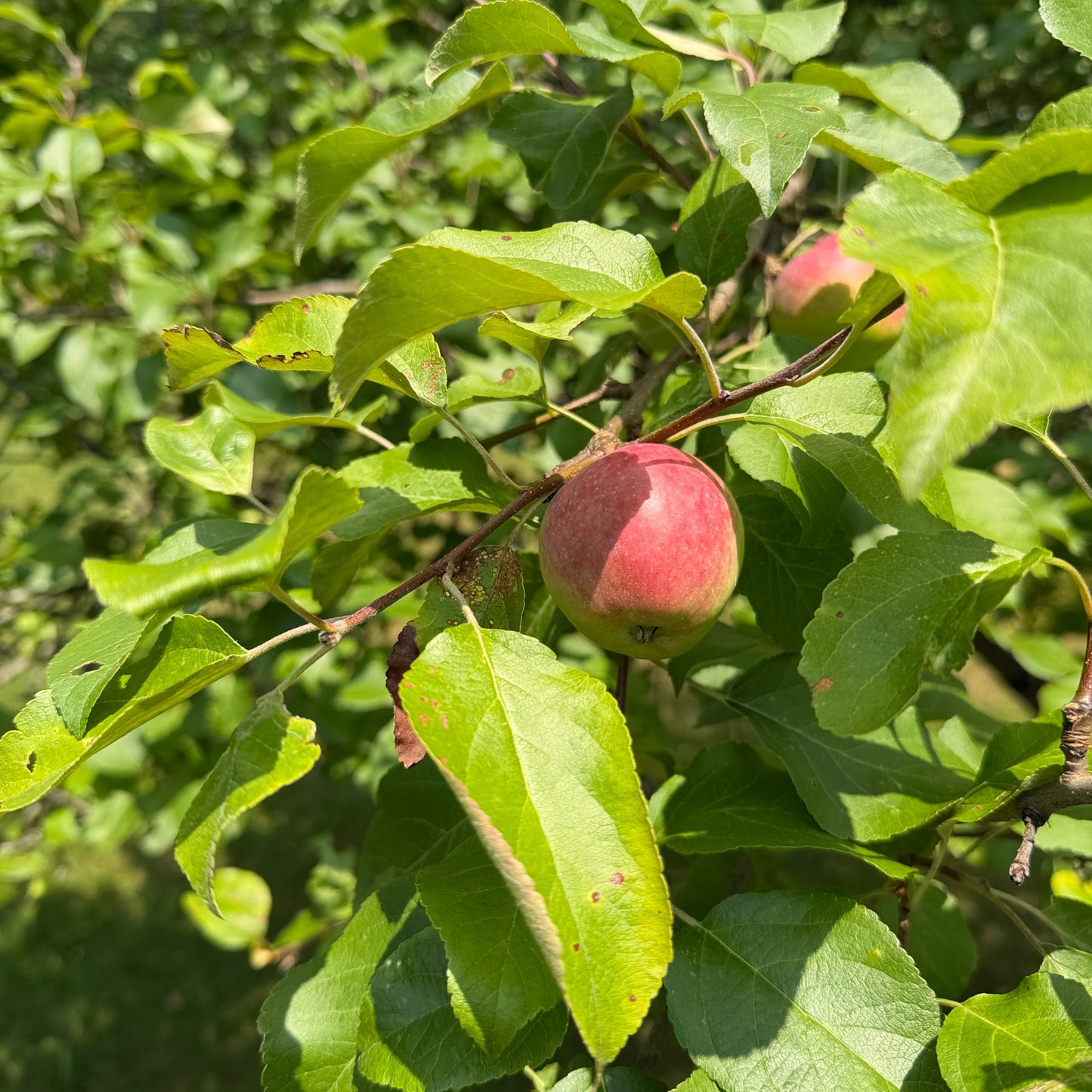 Grafted Apple Trees
