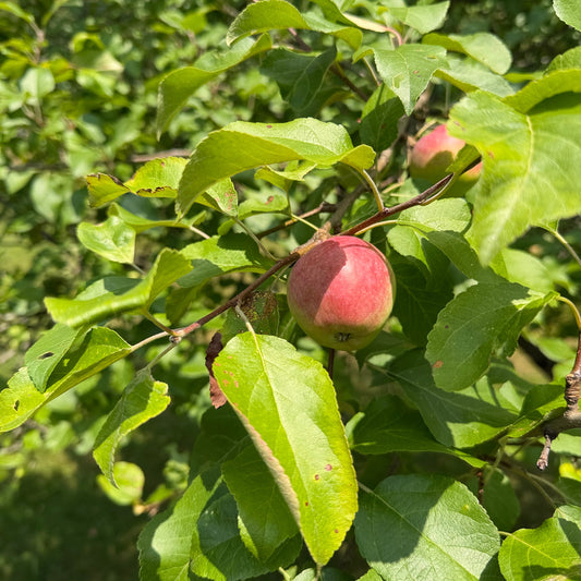 Grafted Apple Trees