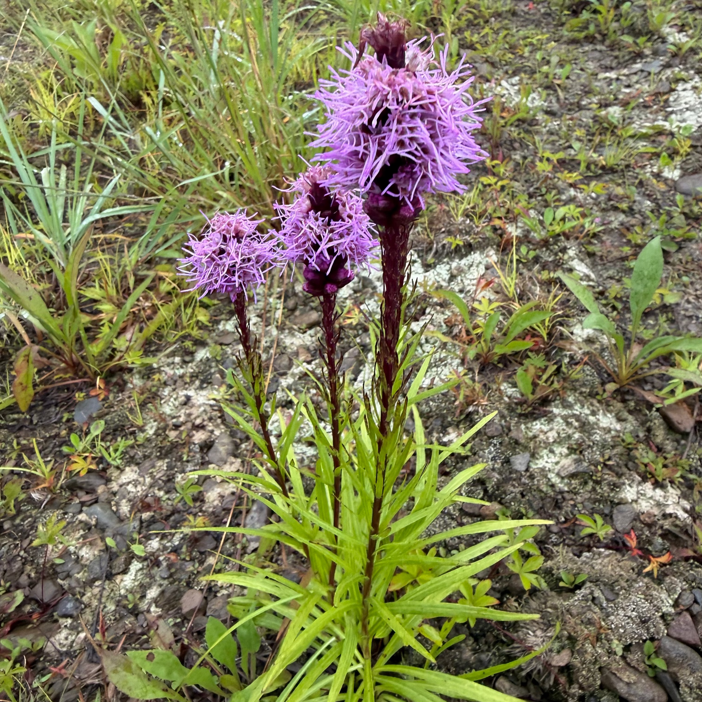 Dense Blazing Star (bundle of 4)