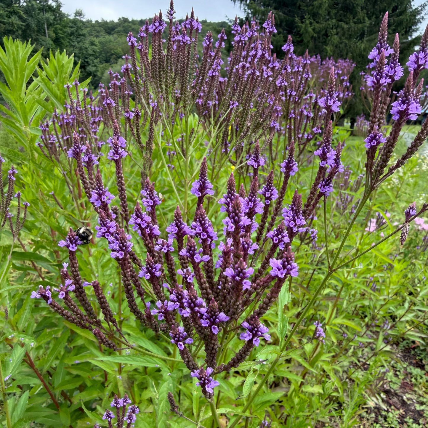 Blue Vervain (bundle of 4)