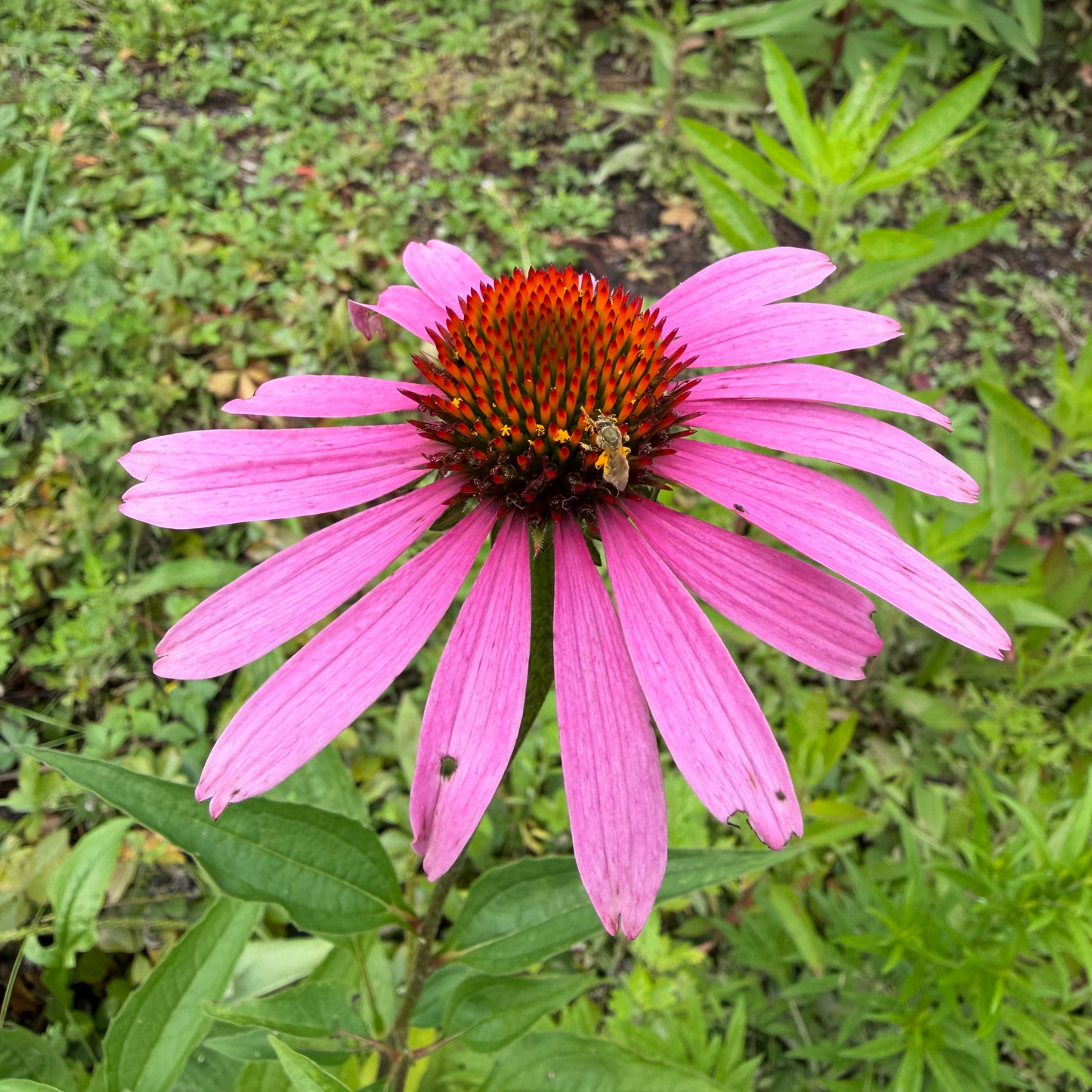 Echinacea (bundle of 4)