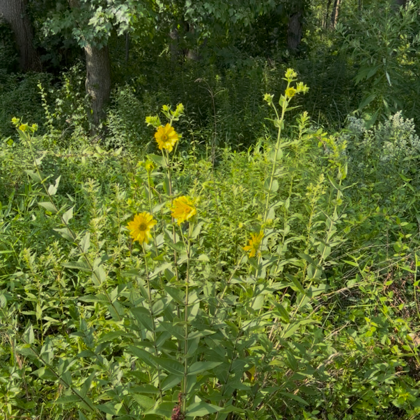 Rosinweed (bundle of 4)
