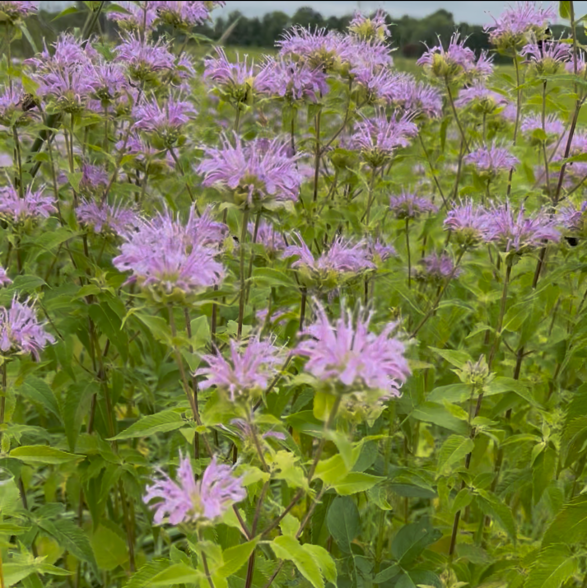 Bee balm (bundle of 4)