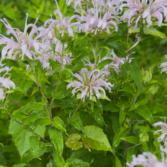 Bee balm (bundle of 4)