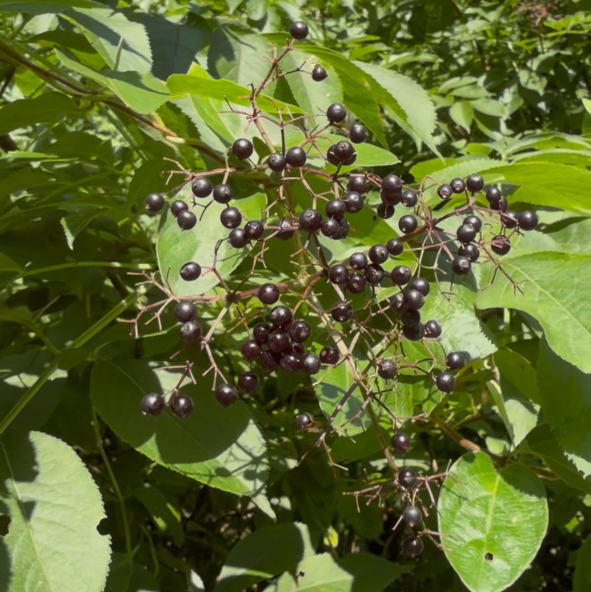 American Elderberry