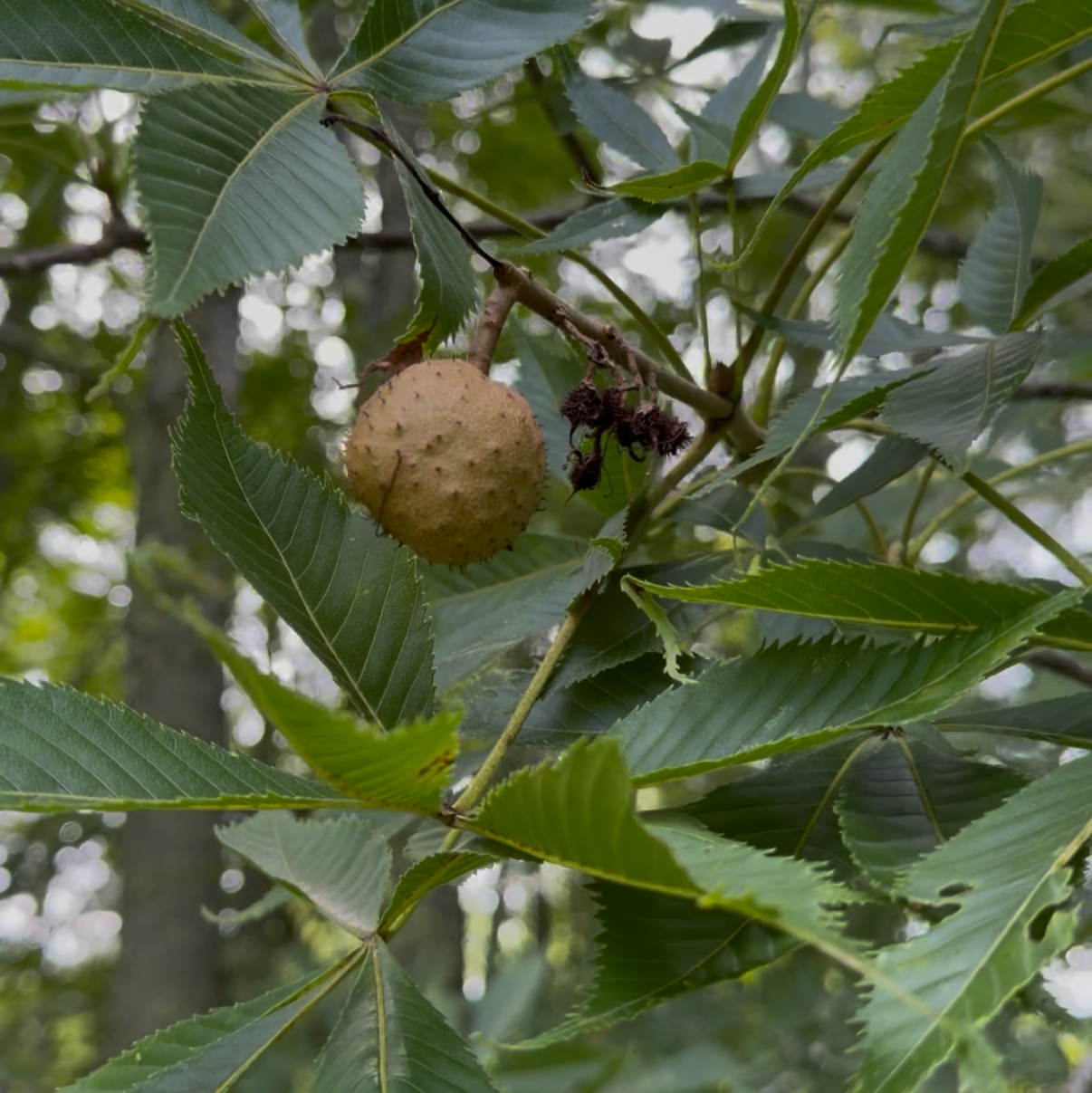 Ohio Buckeye