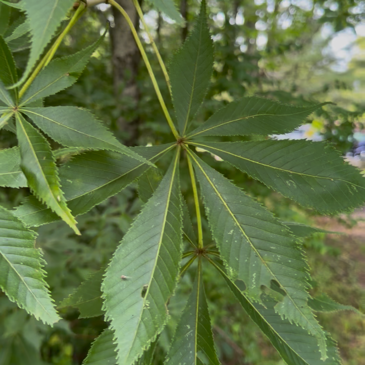 Ohio Buckeye