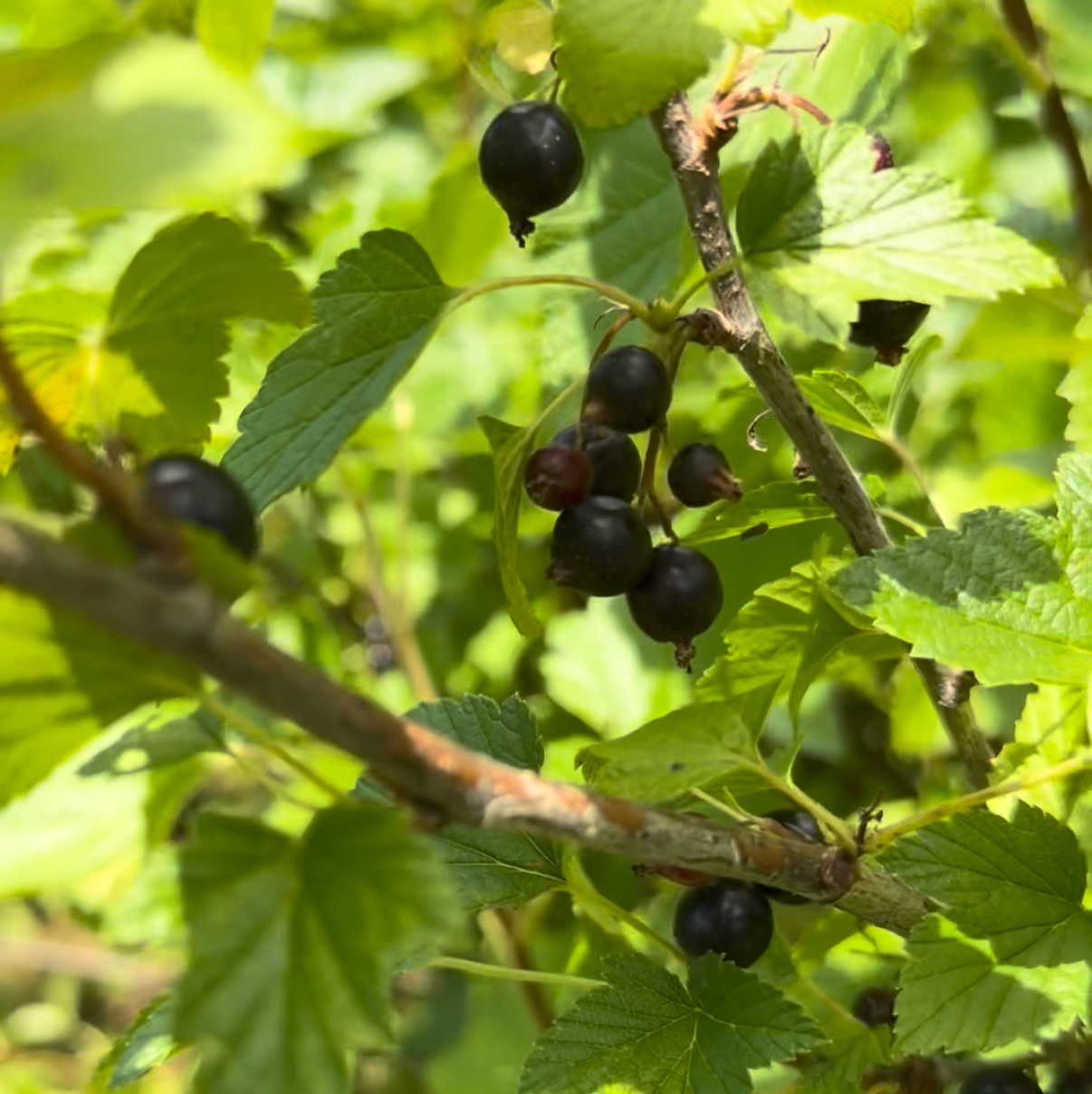 Currants