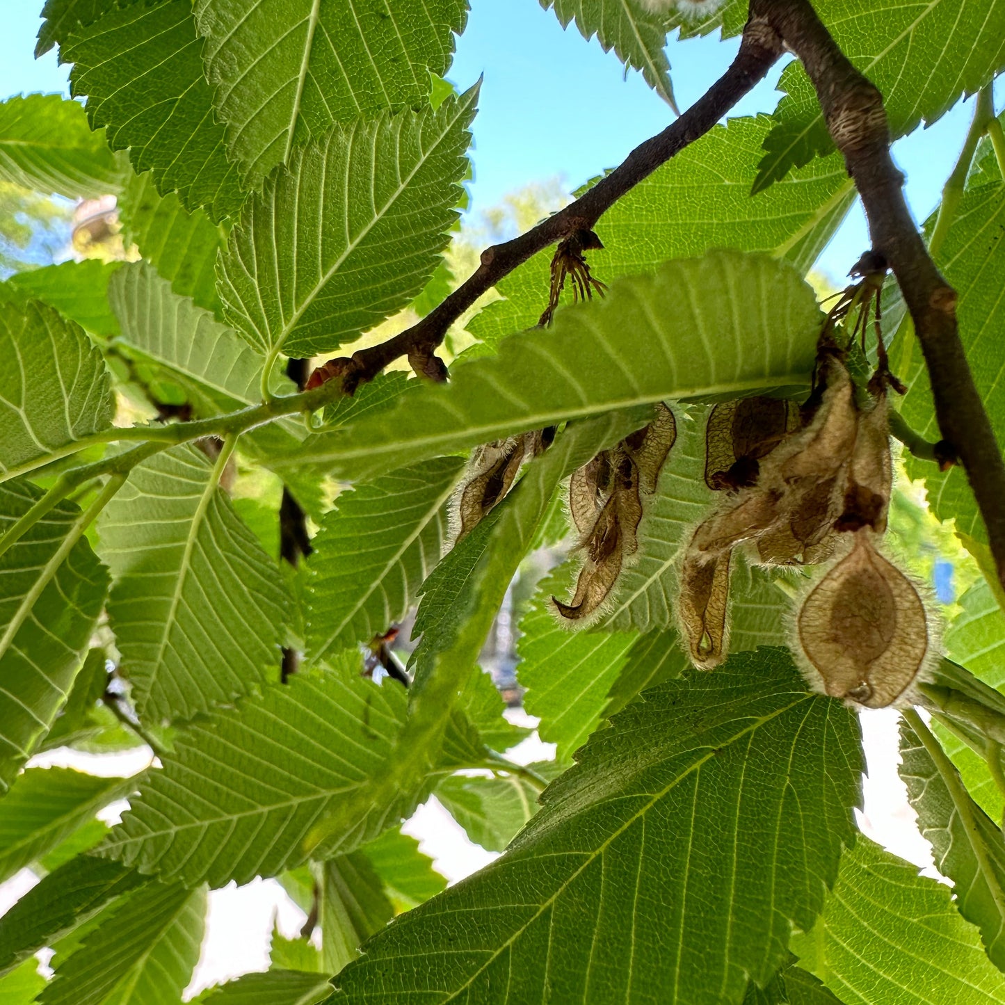 American Elm