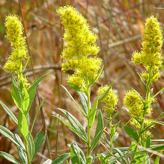 Showy Goldenrod (bundle of 4)